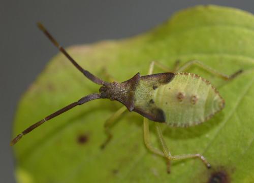 Gonocerus acuteangulatus